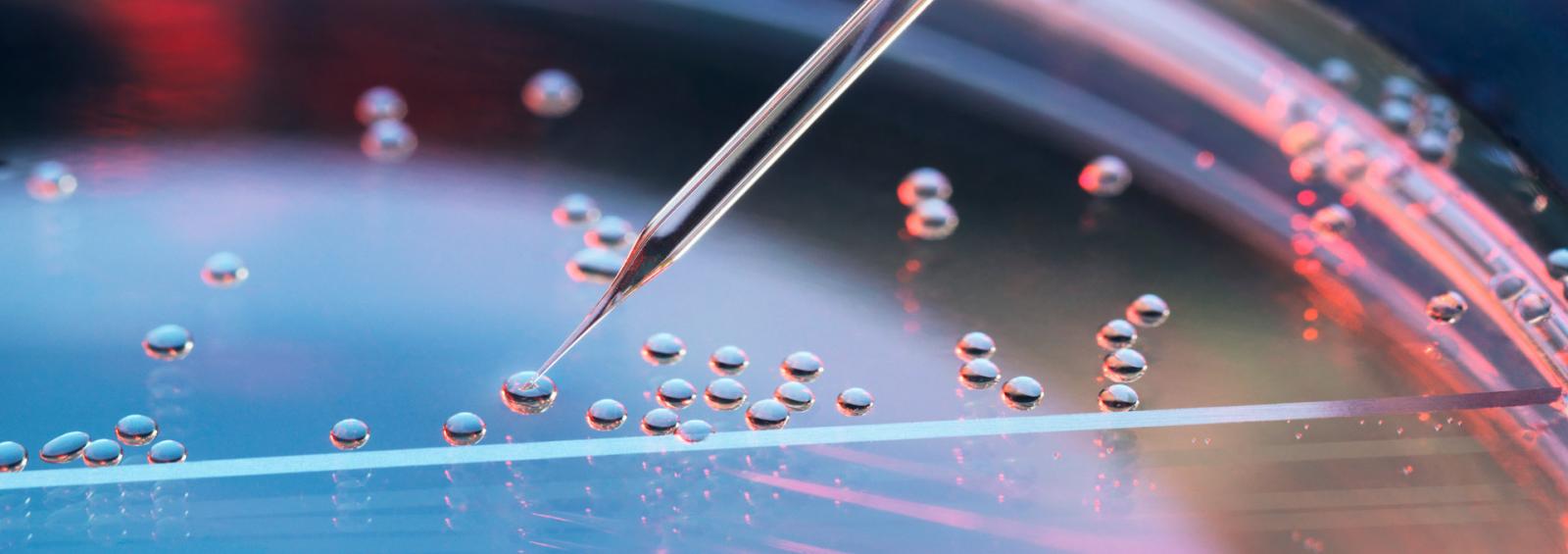 A Microscopic Image
